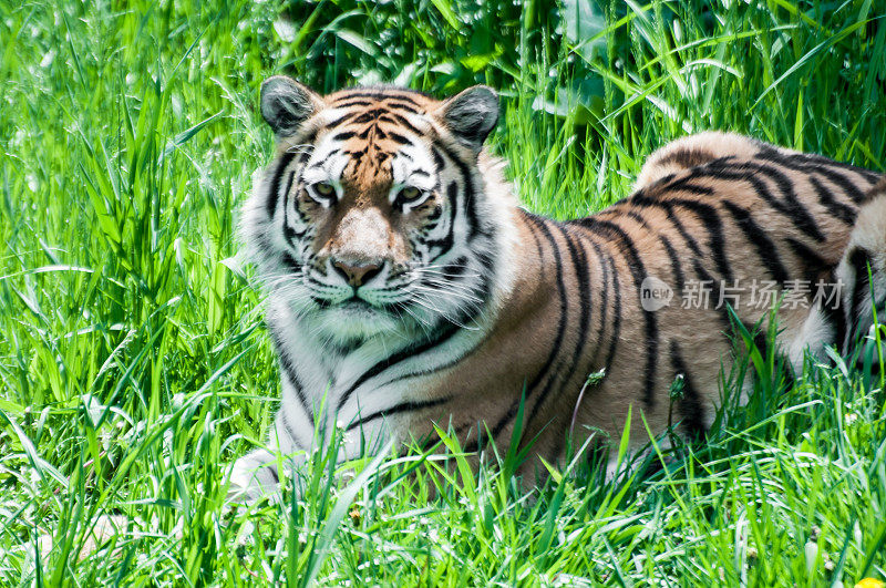 虎(Pantera tigris) RM